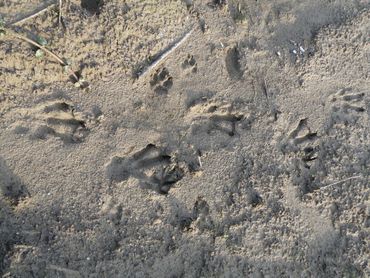 sporen van een bever